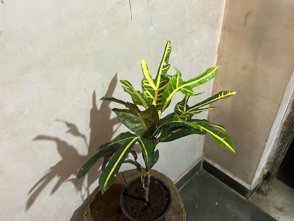 Croton Oak Leaf Plant