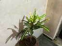 Croton Oak Leaf Plant