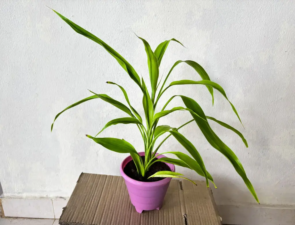 Variegated Lucky Bamboo Plant