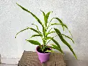 Variegated Lucky Bamboo Plant