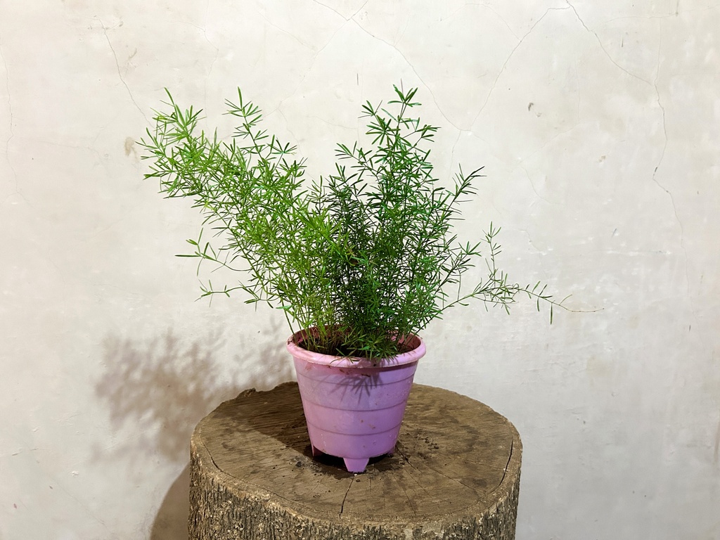 Asparagus Sprengeri Plant