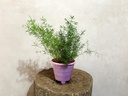Asparagus Sprengeri Plant