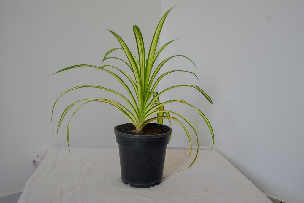 Pandanus Variegated (Golden) Plant