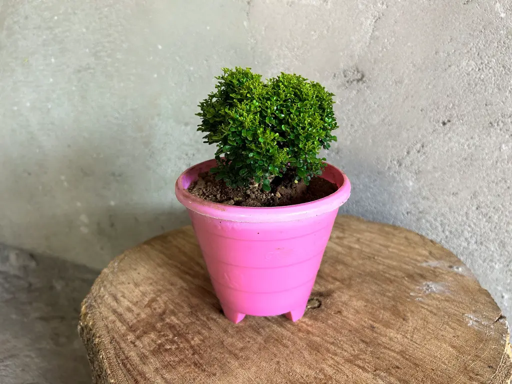 [tablekaminiplant007] Table Kamini Plant