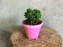 Table Kamini Plant
