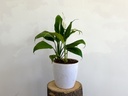  Peace Lily Plant