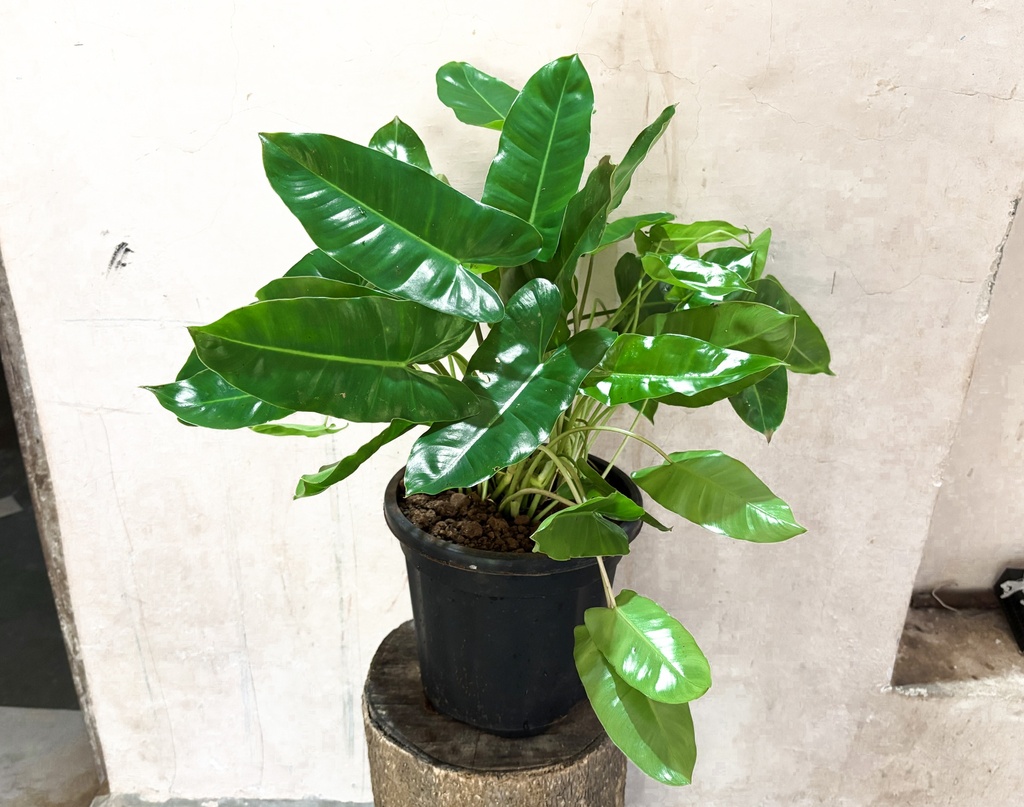 Philodendron burle-marxii Plant