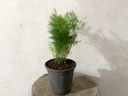 Asparagus Densiflorus Sprenjeri Plant