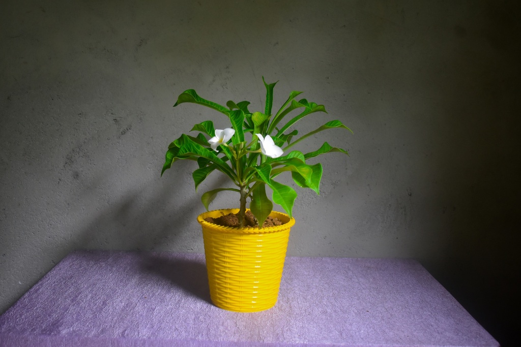 Plumeria Pudica, Nag Champa plant