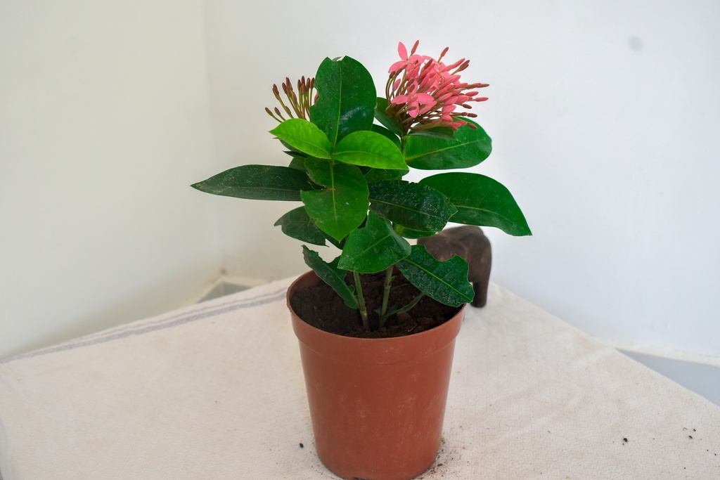 Singapuri Ixora (Pink) Plant