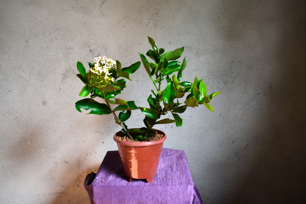 Singapuri Ixora (White) plant