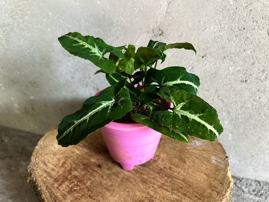 Syngonium Wendlandii Plant