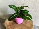 Syngonium Wendlandii Plant