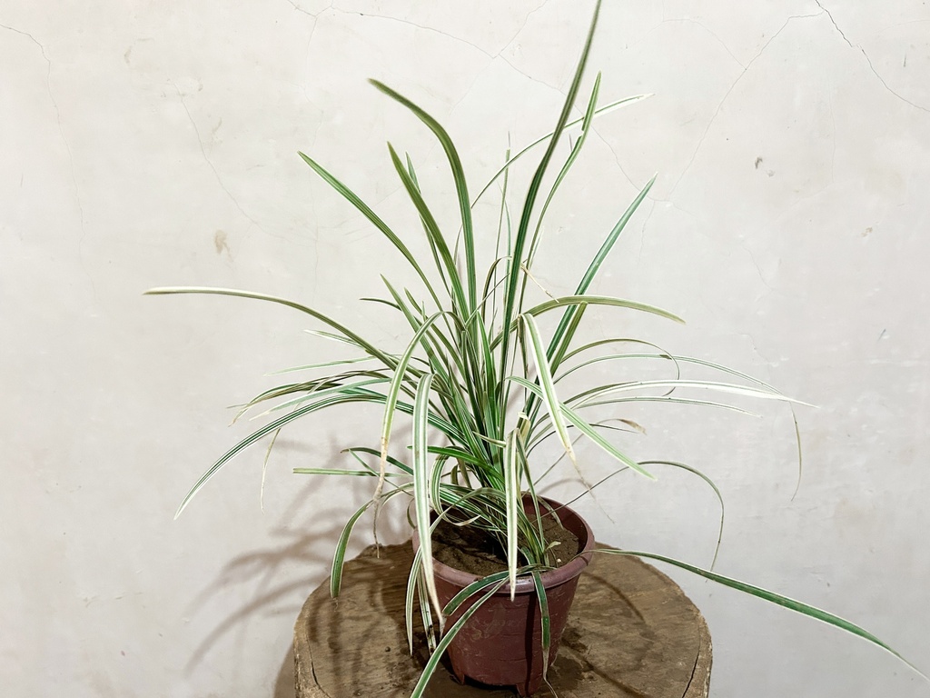 Ribbon Grass (Variegated) Plant
