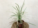 Ribbon Grass (Variegated) Plant