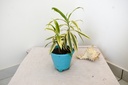 Song of India Plant