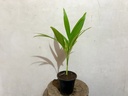 Supari Palm ( Betel Nut Palm) Plant