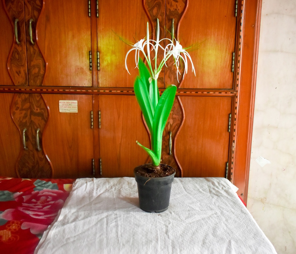 Spider Lily Plant