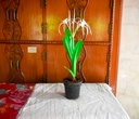 Spider Lily Plant