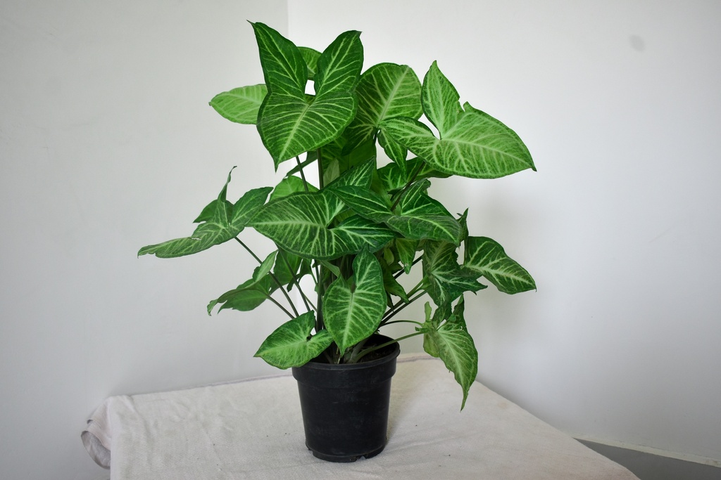  Syngonium Green Plant 