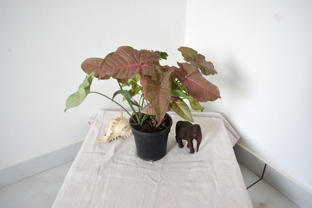 Syngonium Pink Plant