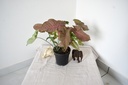 Syngonium Pink Plant