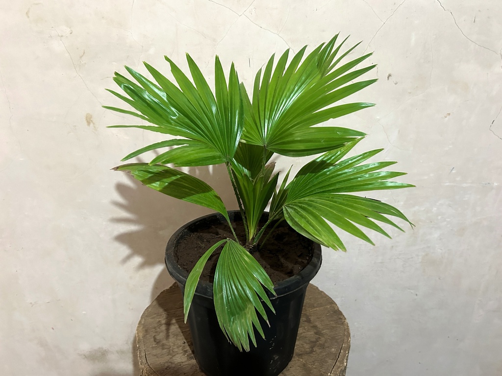  Table Palm Plant