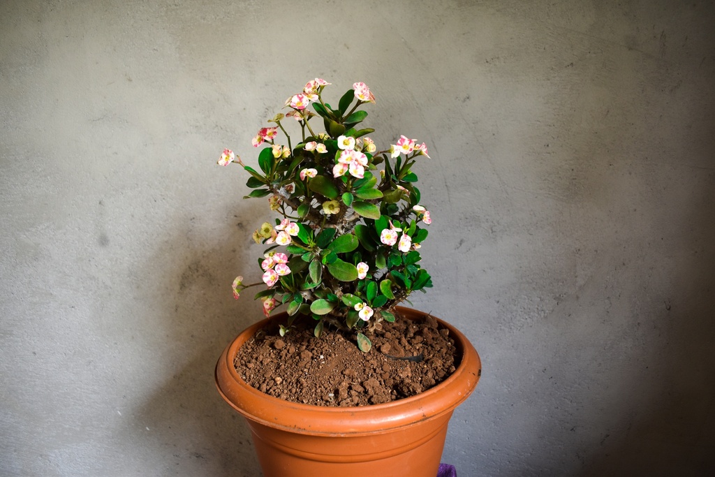 Euphorbia Milii Pink White Plant