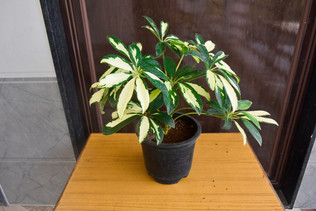 Schefflera Variegated Plant