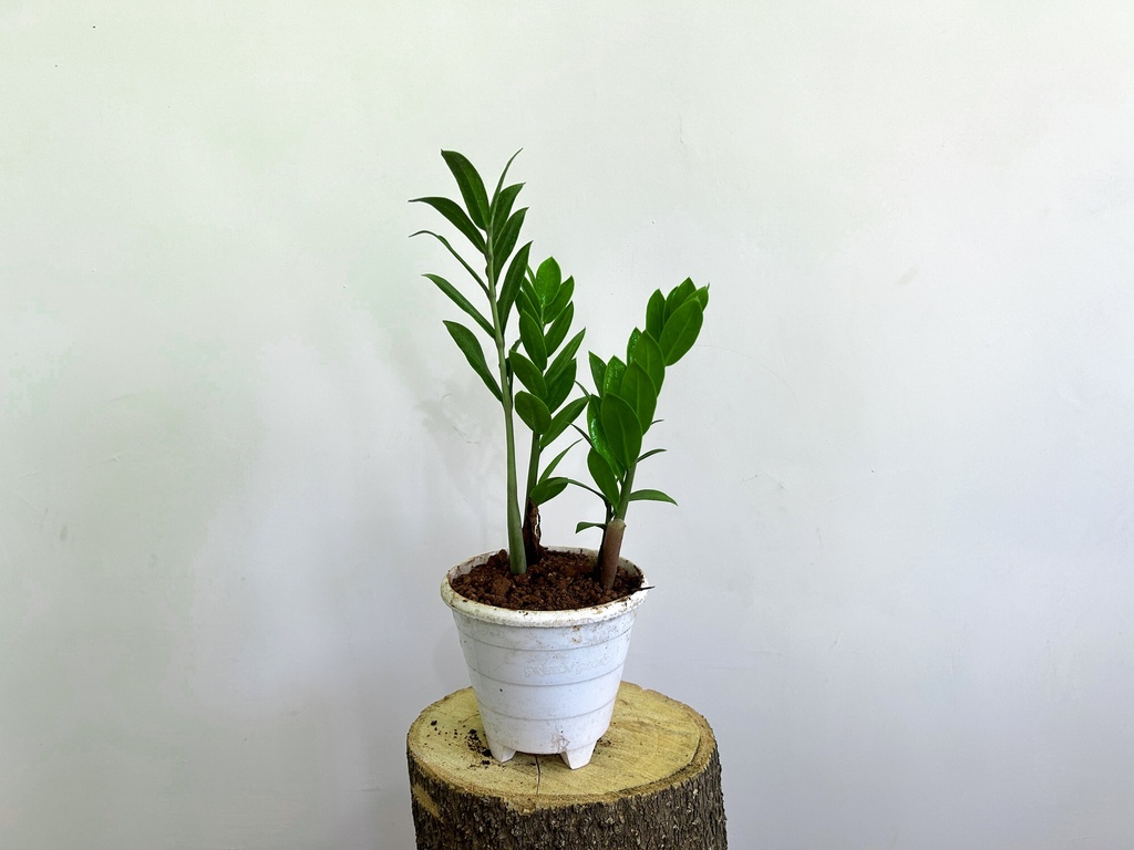 ZZ Zamia Plant