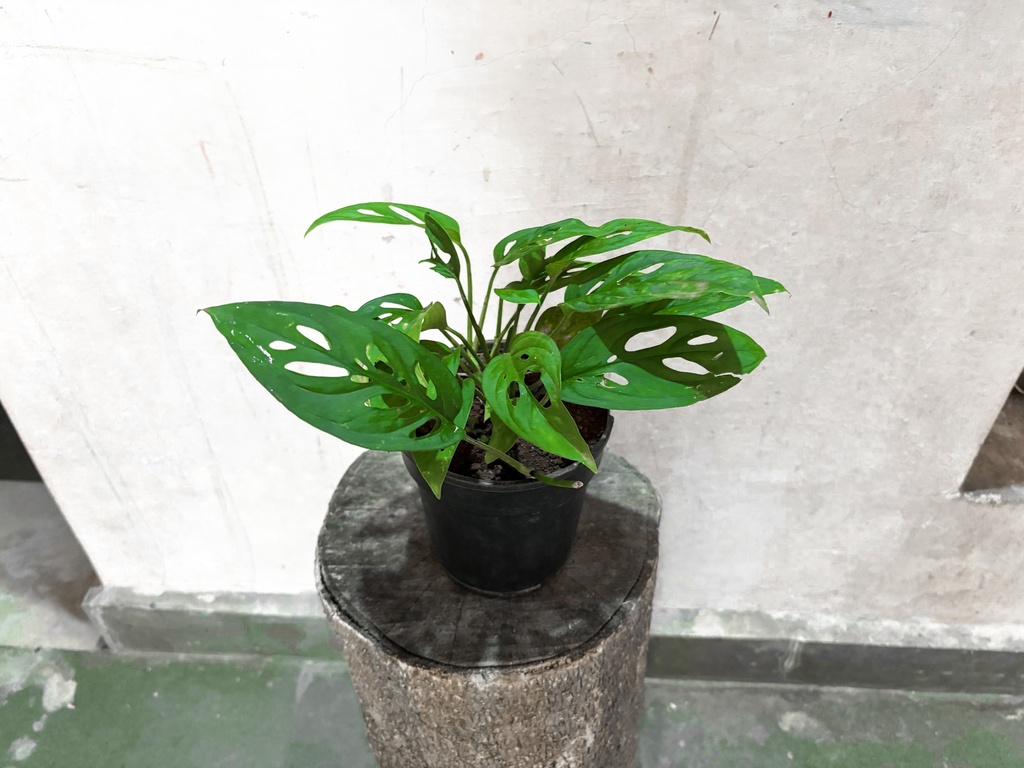 Monstera Adansonii Plant