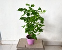  China Doll Plant ( Radermachera )