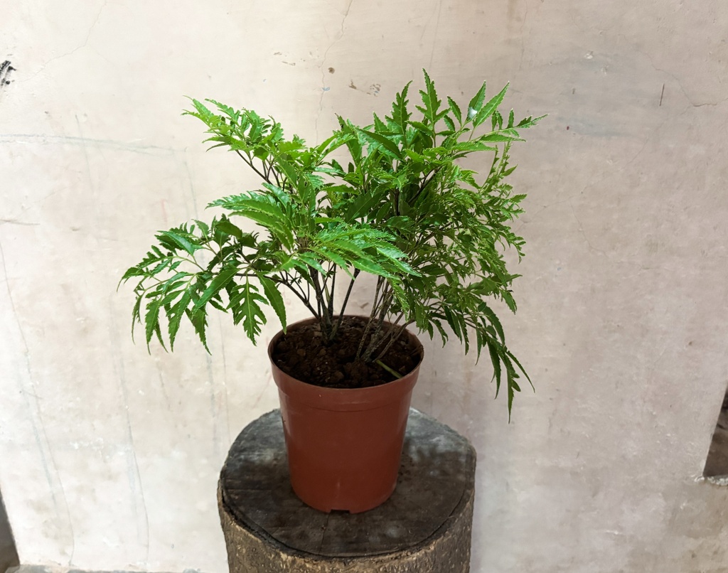 Aralia Green Plant