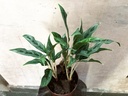Aglaonema Juliette Plant