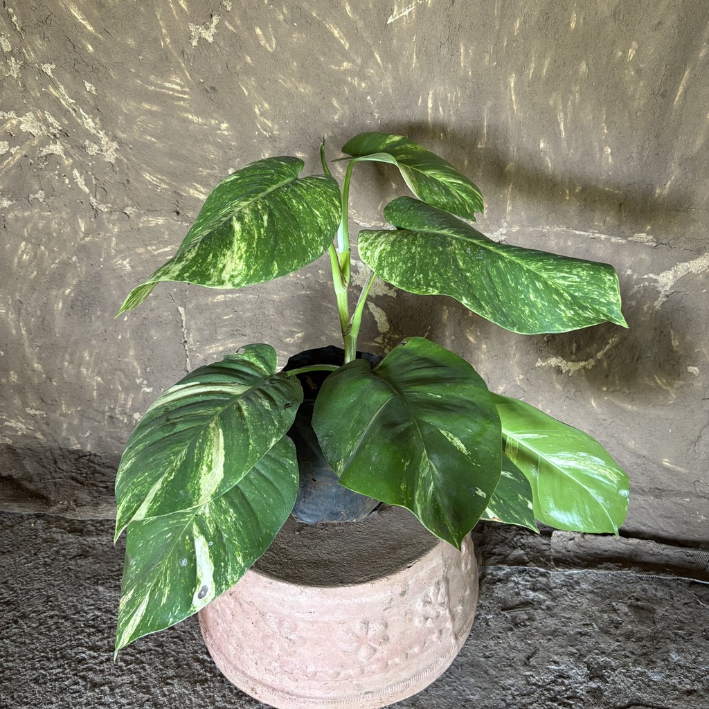 Big Leaf Money Plant