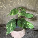 Big Leaf Money Plant