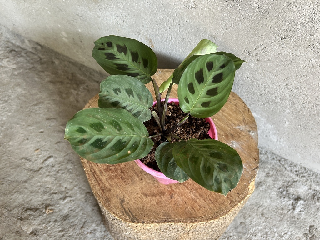 Maranta Leuconeura Plant