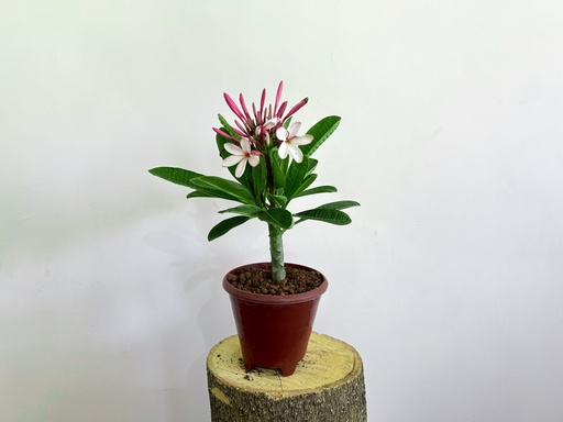 Plumeria Obtusa 'Singapore Dwarf Pink' Plant