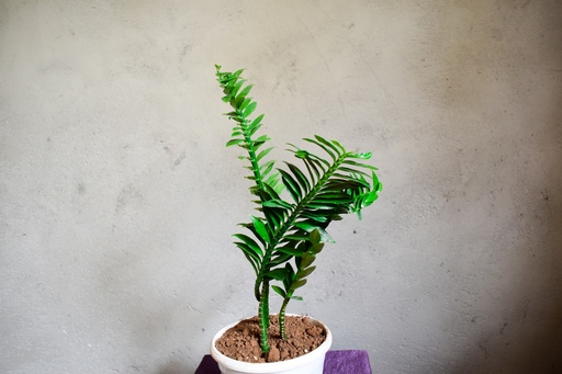 Devil's Backbone Plant