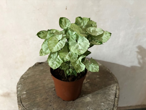 Syngonium Pixie Plant