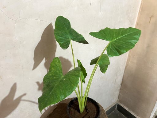 Giant Alocasia Elephant Ear Plant