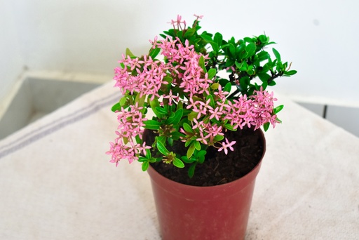 Ixora Mini Dwarf (Pink) Plant
