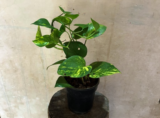 Money Plant Variegated (Green)
