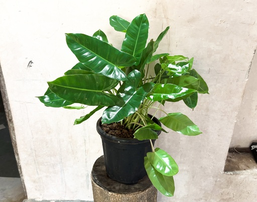 Philodendron burle-marxii Plant