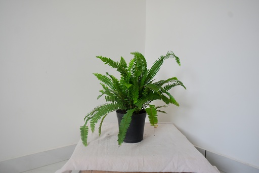 Sword Fern, Nephrolepis exaltata Plant