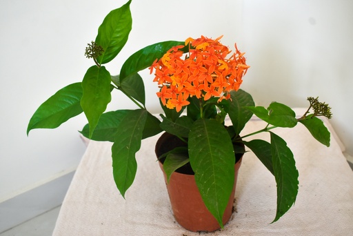 Singapuri Ixora (Orange) Plant