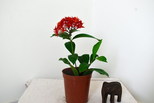 Singapuri Ixora (Red) Plant