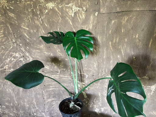 Monstera Deliciosa Plant